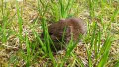 Myyrä ruohikossa.