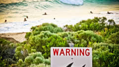 Kyltti, jossa on hain kuva ja englanninkielinen teksti: "Warning". Taistalla uimareita meren alloissa. 