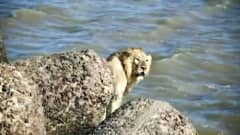 Leijona havaittiin Arabianmeren rannassa Amrelin piirikunnassa läntisessä Gujaratin osavaltiossa.