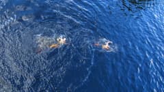 Kaksi uimaria ui Väinölänniemen uimatornista kuvattuna.