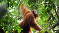 Sumatranoranki.
