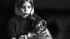 Martta-tiikeri näyttää viihtyvän nuoren Minna Koiviston sylissä.