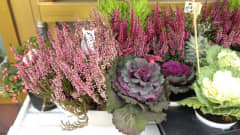 Kukkakaupan pöydällä marjakanervaa, Callunaa ja koristekaaleja.