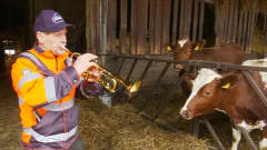 Mies soittaa trumpettia lehmille