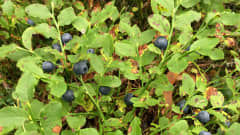 Mustikoita