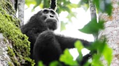 Simpanssi istuu puussa kibalen kansallispuistossa Ugandassa.