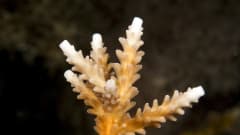 Lämmin merivesi vaurioittaa Ison valliriutan koralleja