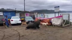 Sadat merileijonat valtasivat kaupungin rannat Chilessä