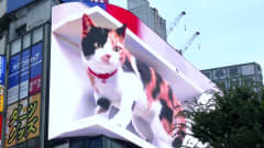 Jättiläismäinen 3D-kissa hämmästyttää ohikulkijoita Tokiossa