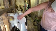 Lehmäleirillä Ilomantsissa opeteltiin lypsämään