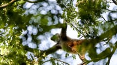Hämähäkkiapina Palo Verden kansallispuistossa Costa Ricassa.