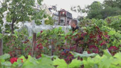 Pariisin Montmartrella korjataan "maailman kalleinta halpaa viiniä"