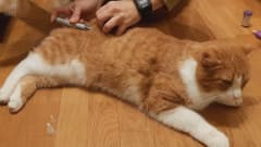 Aukku-kissa saa insuliinipistoksen