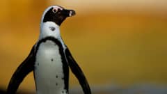 Afrikanpingviinien suojelukeskuksessa hoivataan ja ruokitaan huonokuntoisia lintuja.