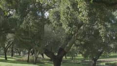 Näin korkkipuusta tehdään korkit Portugalissa.   