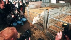Dolly-lammas valokuvaajien ympäröimänä