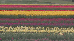 Oregonin pelloilla aaltoilee tulppaanimeri - katso tästä kukkafestivaalin väriloistoa
