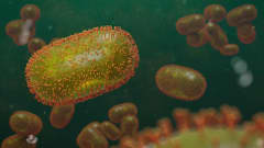 Pitkulaisia viruksia. 