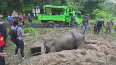 Kaksi elefanttia pelastettiin dramaattisessa pelastusoperaatiossa Thaimaassa