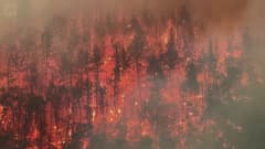 Laajalle levinnyt metsäpalo on vaatinut ihmisuhreja Kaliforniassa