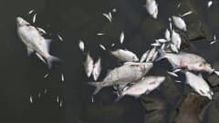 Oder-joesta löytynyt tonneittain kuolleita kaloja