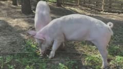 Kaksi teurasauton kyydistä tipahtanutta sikaa jatkaa elämäänsä Porvoossa