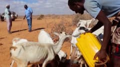Somalian nälänhädän helpottuminen riippuu karjan selviytymisestä maaseudulla