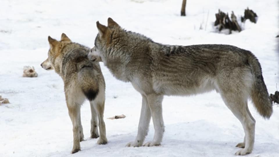 Iso musta kukot porno videot