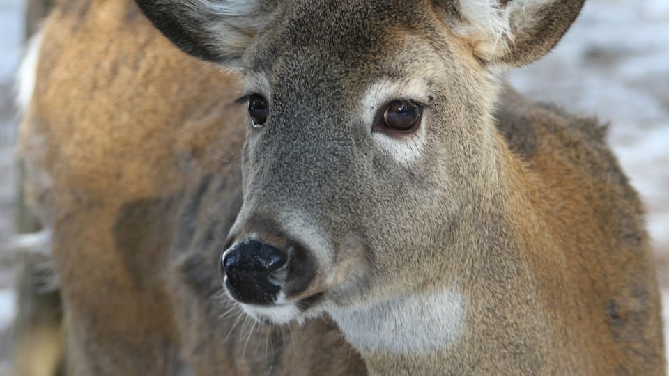 Itse imee homo pornoa