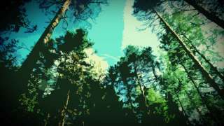 Audio: Mene metsään!