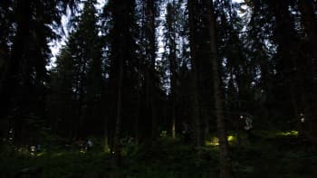 Öinen metsä kuvassa