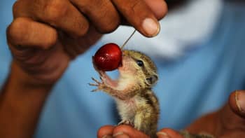 Oravanpoikanen syö kirsikkaa.