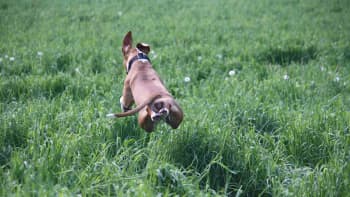Koira hyppii ruohikossa
