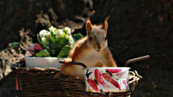 Orava kiipeää koriste-esineen päällä