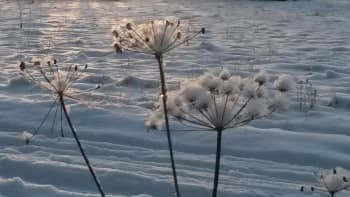 Lumisia kasveja hangessa. 