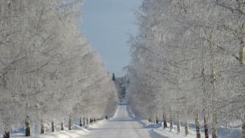 lumisen tien varrella huurteisia puita