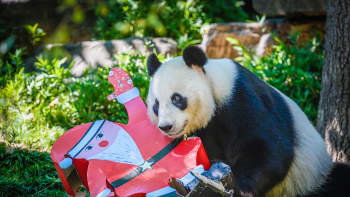 Wang Wang panda sai jouluherkkuja Adeleinen eläintarhassa Australiassa 22. joulukuuta.