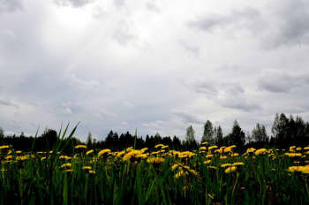 voikukkia