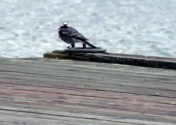 Västäräkki.