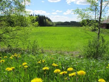 Peltomaisema.