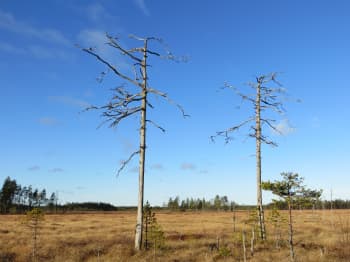 Salmineva joka on Toholammin puolella lähellä entistä Kälviän rajaa. Neva on saanut olla luonnontilassa ja toivottavasti säilyy tuleville sukupolvillekin.