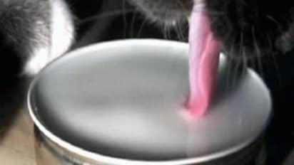 Kissan juominen on kielestä kiinni | Yle Uutiset