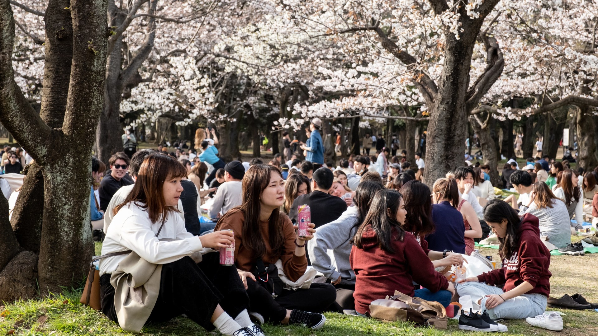 Japanilaisia nuoria istuu puistossa Tokiossa.