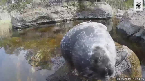 Video: WWF:n Norppalive sai Moonasta uuden tähden