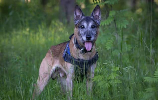 Kuva