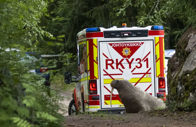 Mursu pelastusajoneuvon takana.