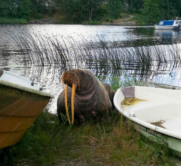 Mursu makaa soutuveneiden välissä.