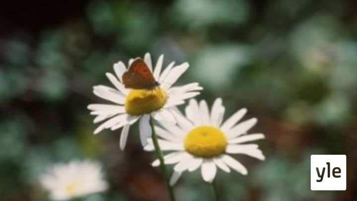 Luontoretkien luonnontuntemus on vaihtunut ympäristökasvatukseen