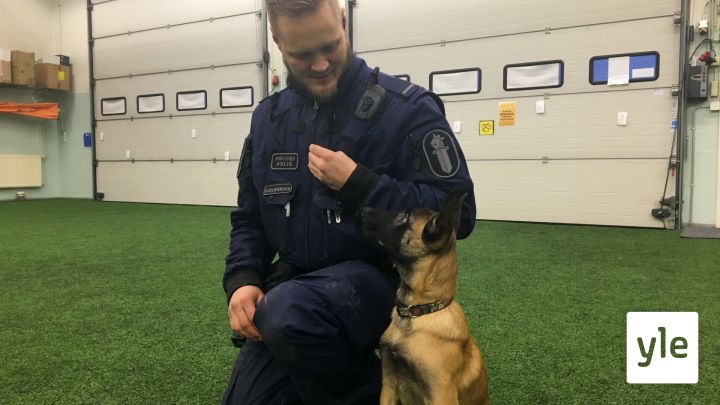 Oulun poliisilaitokselle koulutetaan belgianpaimenkoira Oivasta poliisikoiraa: 17.11.2020 09.59