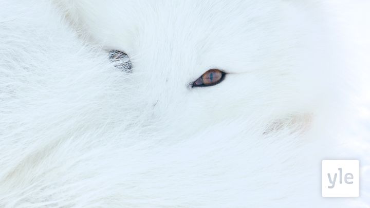 Pohjolan yö: 11.01.2021 06.00